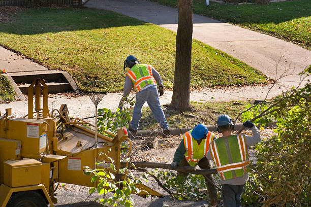 How Our Tree Care Process Works  in  Granger, TX